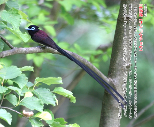 三光鳥（サンコウチョウ）