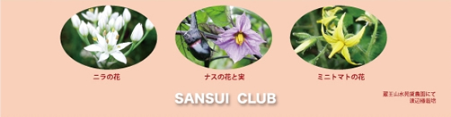 SANSUI CLUB