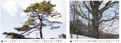 苑内の樹木