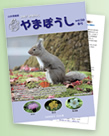 やまぼうし